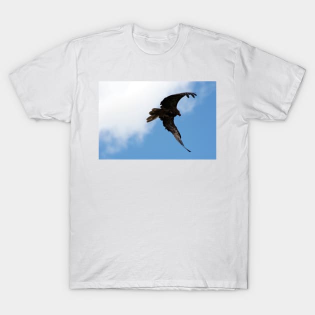 Whistling Kite Feeding On the Wing T-Shirt by GP1746